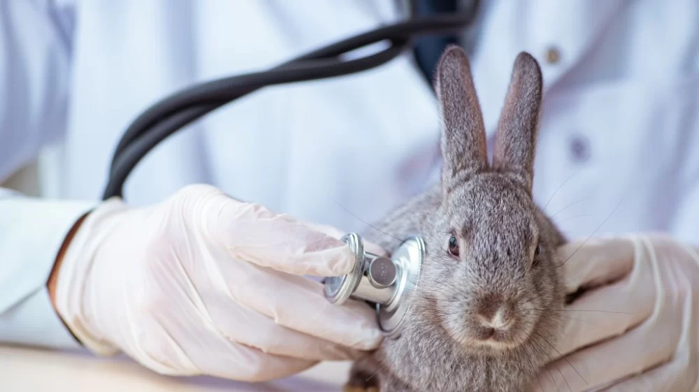 Expert Veterinary Care for Exotic Animals: Comprehensive Health Solutions