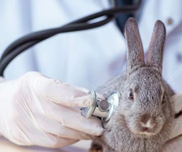 Expert Veterinary Care for Exotic Animals: Comprehensive Health Solutions
