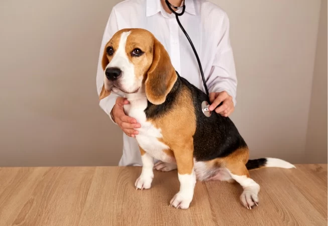 Why Your Pet Needs Regular Check-Ups for Optimal Health and Longevity