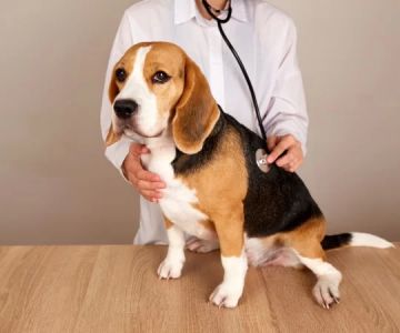 Why Your Pet Needs Regular Check-Ups for Optimal Health and Longevity