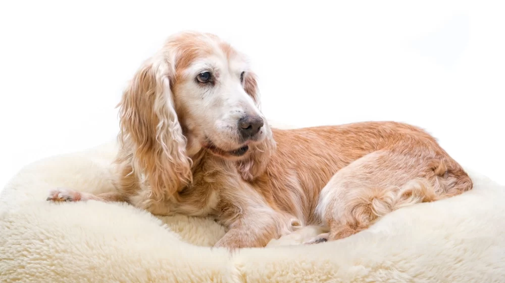 How to Recognize Signs of Pet Poisoning Early and Respond Effectively