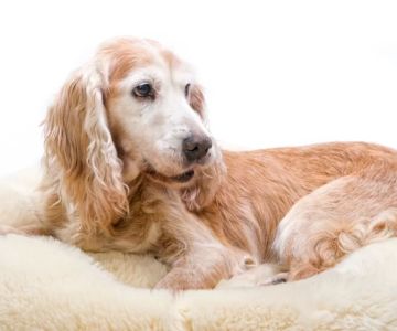 How to Recognize Signs of Pet Poisoning Early and Respond Effectively
