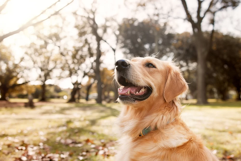 Effective Tips for Managing Your Pet’s Anxiety and Enhancing Their Wellbeing