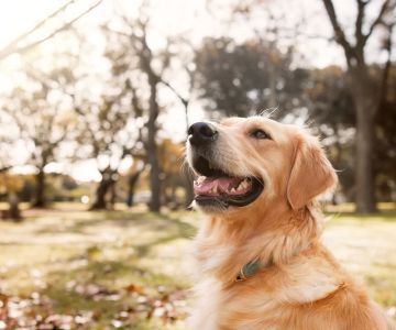 Effective Tips for Managing Your Pet’s Anxiety and Enhancing Their Wellbeing