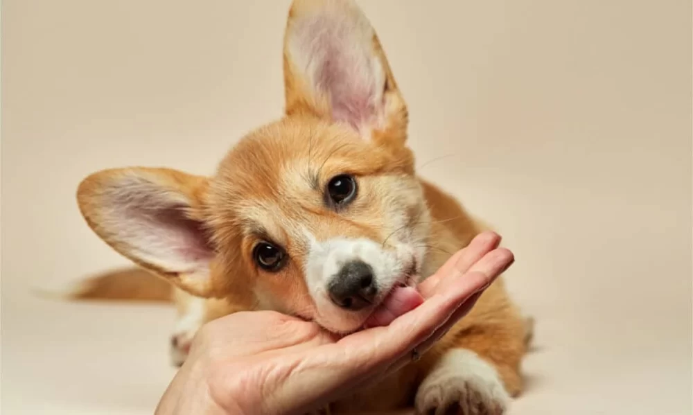 Understanding Pet Behavior and Health: A Comprehensive Guide for Pet Owners
