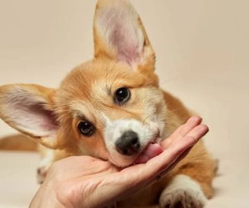 Understanding Pet Behavior and Health: A Comprehensive Guide for Pet Owners