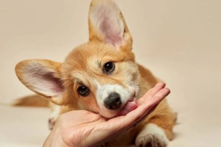 Understanding Pet Behavior and Health: A Comprehensive Guide for Pet Owners