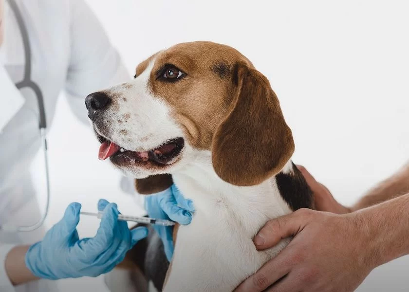 Common Pet Vaccination Myths and Facts Every Pet Owner Should Know