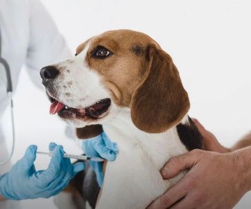 Common Pet Vaccination Myths and Facts Every Pet Owner Should Know