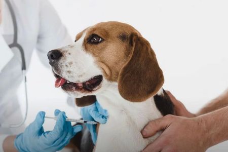 Common Pet Vaccination Myths and Facts Every Pet Owner Should Know