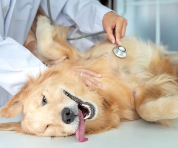 What to Expect During Your Pet’s Wellness Exam: A Comprehensive Guide