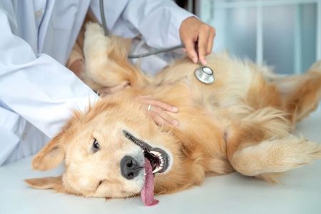 What to Expect During Your Pet’s Wellness Exam: A Comprehensive Guide