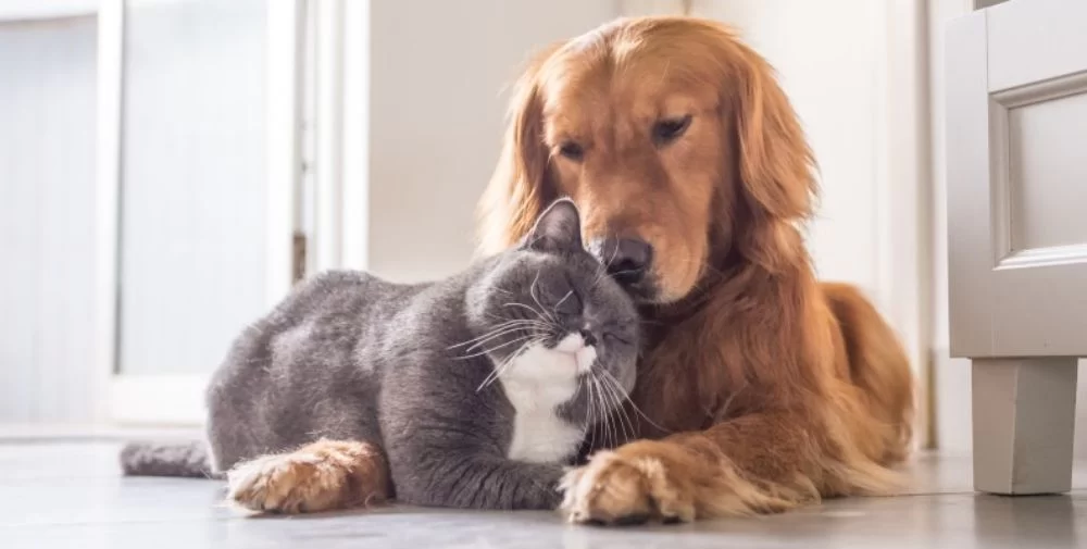 Essential Tips for Managing Your Pet’s Emotional Health
