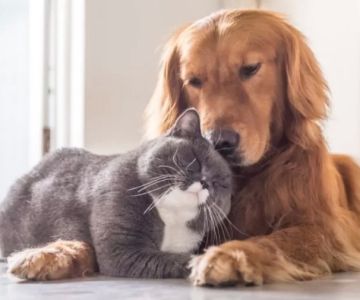 Essential Tips for Managing Your Pet’s Emotional Health