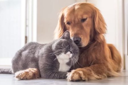 Essential Tips for Managing Your Pet’s Emotional Health