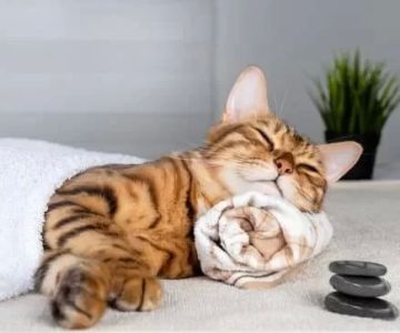 Effective Tips for Managing Your Pet’s Behavioral Problems