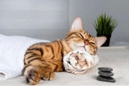 Effective Tips for Managing Your Pet’s Behavioral Problems