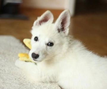 How to Effectively Treat Pet Fungal Infections: A Complete Guide