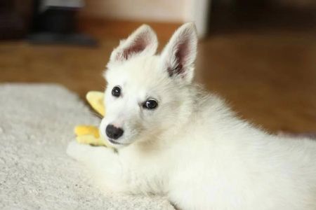 How to Effectively Treat Pet Fungal Infections: A Complete Guide