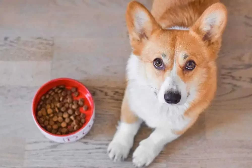 How to Address Your Pet’s Food Intolerance: A Guide for Pet Owners