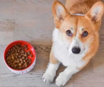 How to Address Your Pet’s Food Intolerance: A Guide for Pet Owners