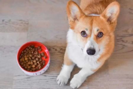 How to Address Your Pet’s Food Intolerance: A Guide for Pet Owners