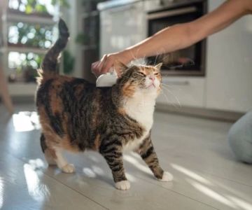 How to Prevent Fleas and Ticks on Pets: A Complete Guide for Pet Owners