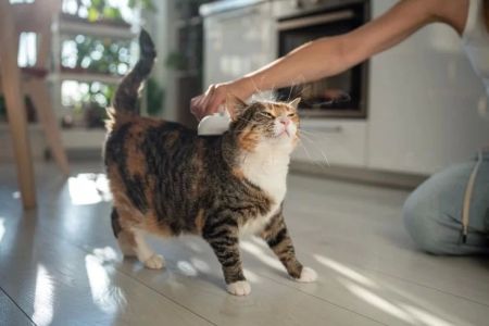 How to Prevent Fleas and Ticks on Pets: A Complete Guide for Pet Owners