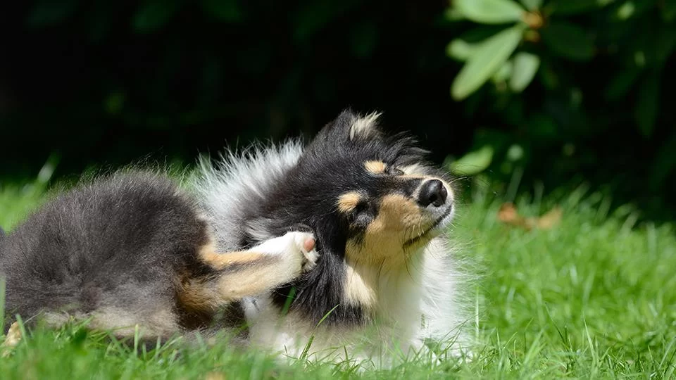 Effective Ways of Treating Your Pet’s Seasonal Allergies