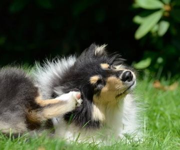 Effective Ways of Treating Your Pet’s Seasonal Allergies