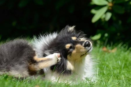 Effective Ways of Treating Your Pet’s Seasonal Allergies