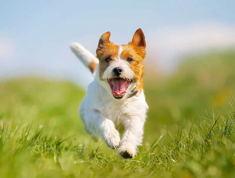 Effective Ways to Teach Your Dog to Follow Commands Without Treats