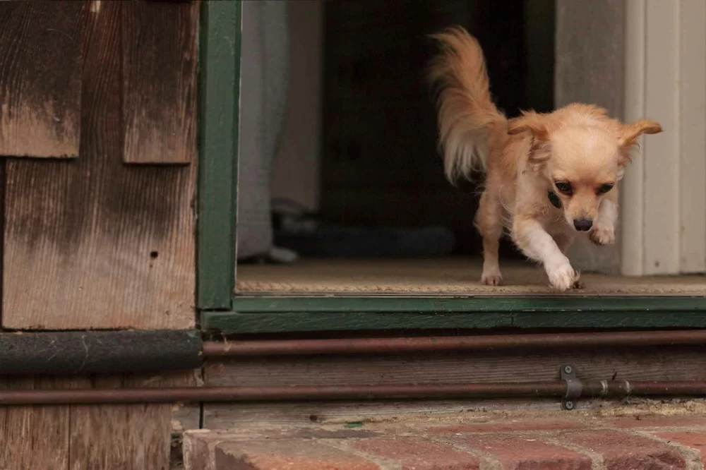 Effective Ways to Train a Dog to Stop Running Out of the Door
