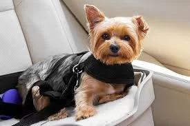 How to Handle Pets with Special Needs: A Guide for Pet Parents