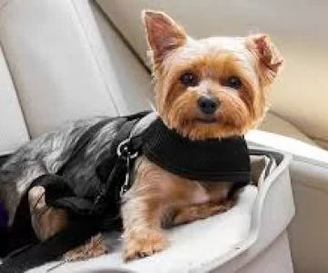 How to Handle Pets with Special Needs: A Guide for Pet Parents