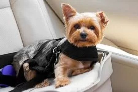 How to Handle Pets with Special Needs: A Guide for Pet Parents