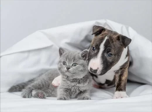 The Importance of Early Puppy and Kitten Care for a Healthy Start