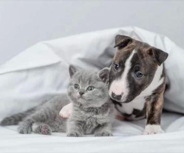 The Importance of Early Puppy and Kitten Care for a Healthy Start