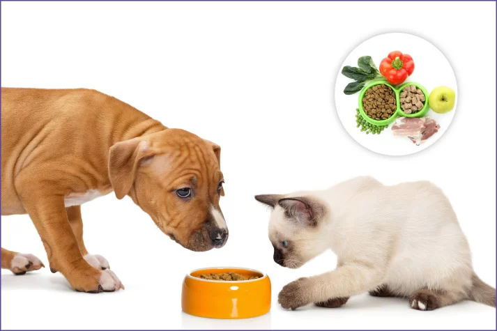 Understanding Your Pet's Nutritional Needs: A Guide to Feeding Your Pet Right