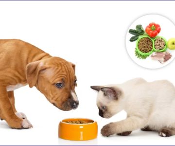 Understanding Your Pet's Nutritional Needs: A Guide to Feeding Your Pet Right