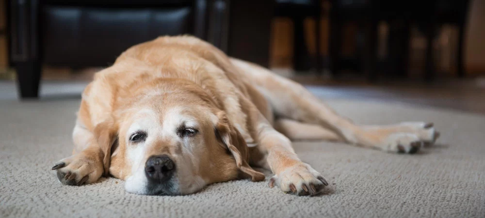 Pet Cancer Treatment Options: Exploring the Best Treatments for Your Furry Friend