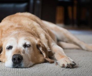 Pet Cancer Treatment Options: Exploring the Best Treatments for Your Furry Friend