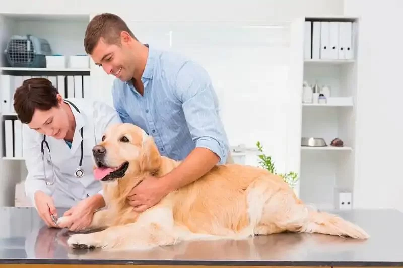 How to Train Your Pet to Stay Calm at the Vet: Tips for Stress-Free Visits