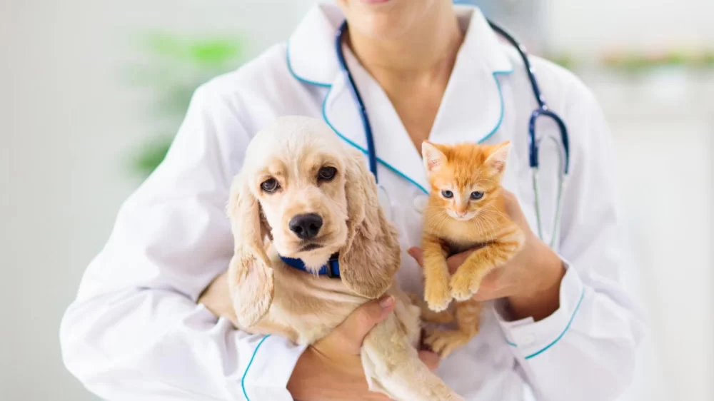 Essential Steps to Prepare for Your Pet’s Surgery
