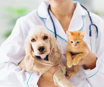 Essential Steps to Prepare for Your Pet’s Surgery