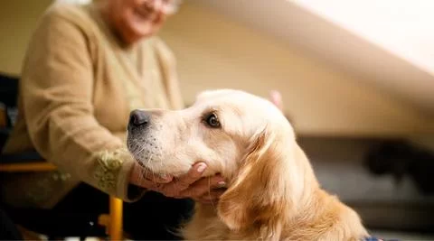 Essential Pet Health Care Tips for Senior Pets: Keeping Your Aging Pet Healthy