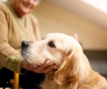 Essential Pet Health Care Tips for Senior Pets: Keeping Your Aging Pet Healthy