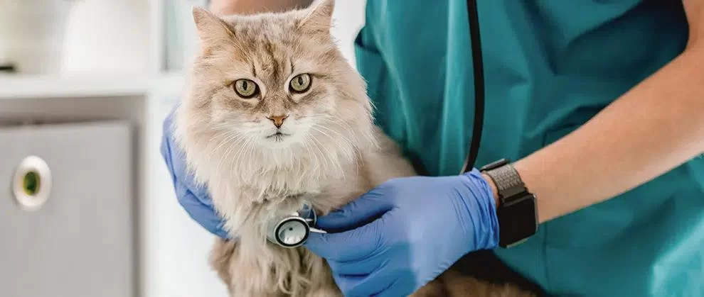 Effective Ways of Treating Pet Respiratory Infections