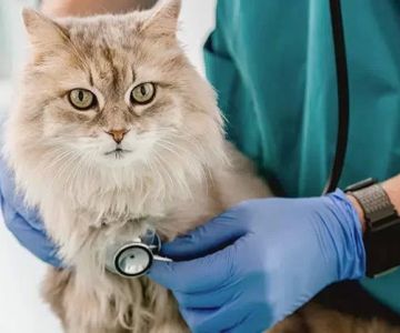 Effective Ways of Treating Pet Respiratory Infections
