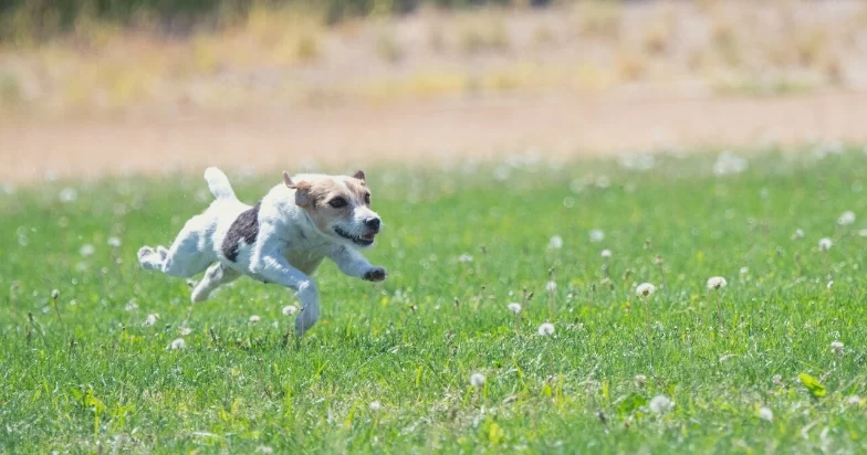 How to Train Your Dog to Stop Chasing Cars Safely